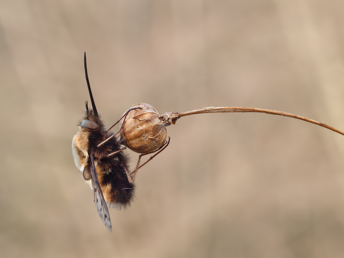 Bombylius-discolor-OG031151.jpg