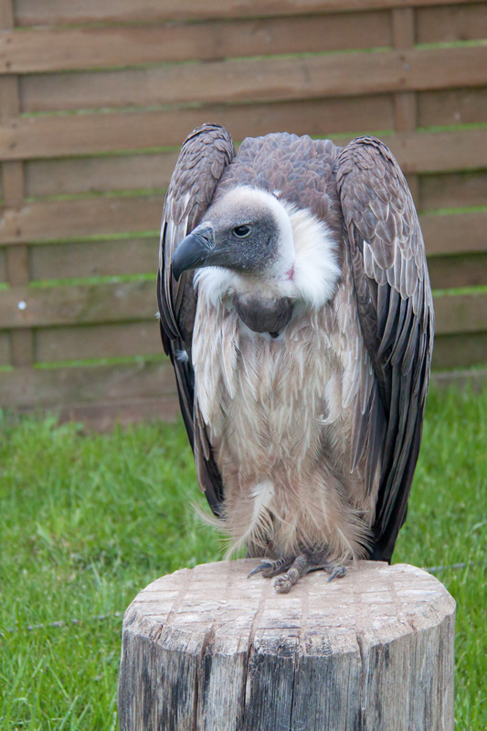 gänsegeier 1bx.jpg