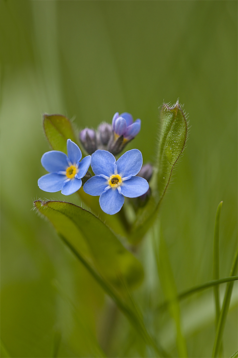 DSC_3595f2 - Kopie Sumpf.jpg