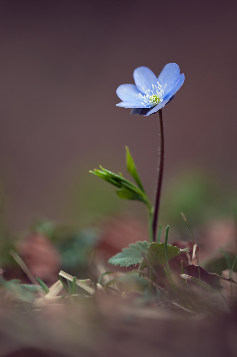 compLeberblümchen31.3.2012OberseeDSC_0424.jpg