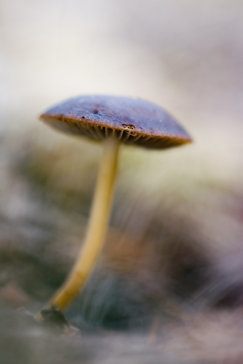 Pilz1_DSC4555.jpg