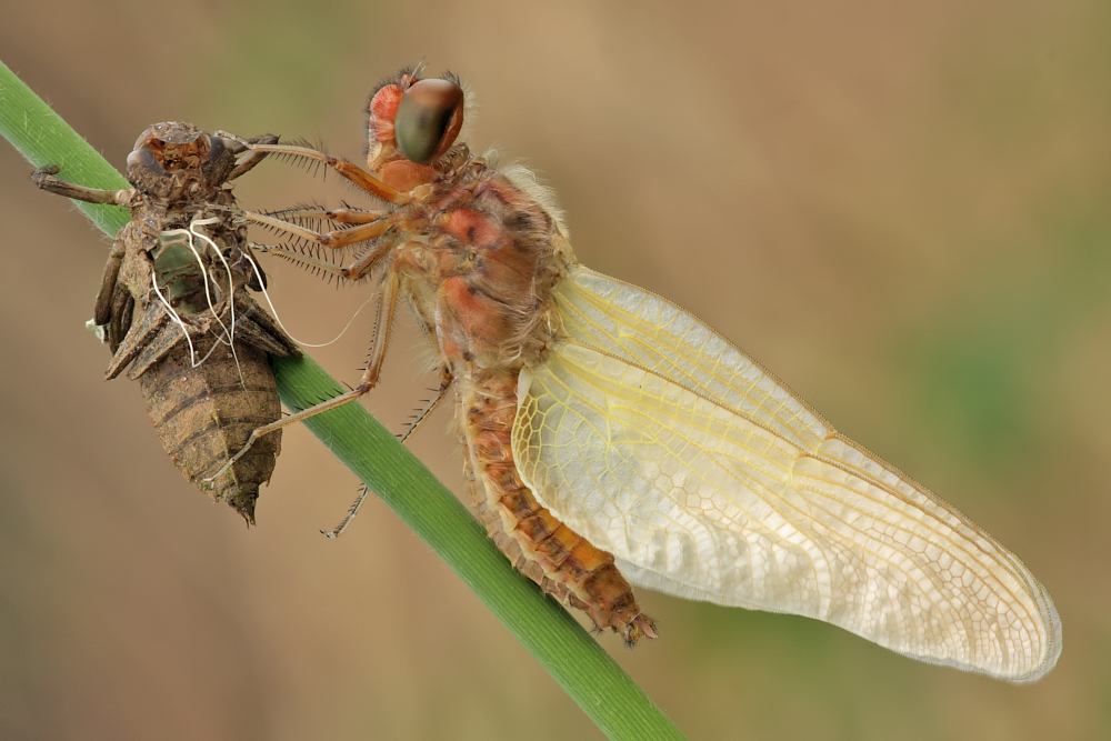 Libellula-fulva_w_IMG_6116.jpg