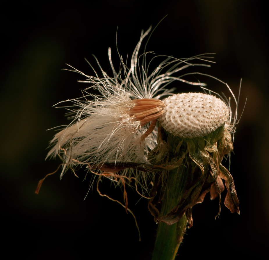 _dsc0006_1_passig_gemacht.jpg