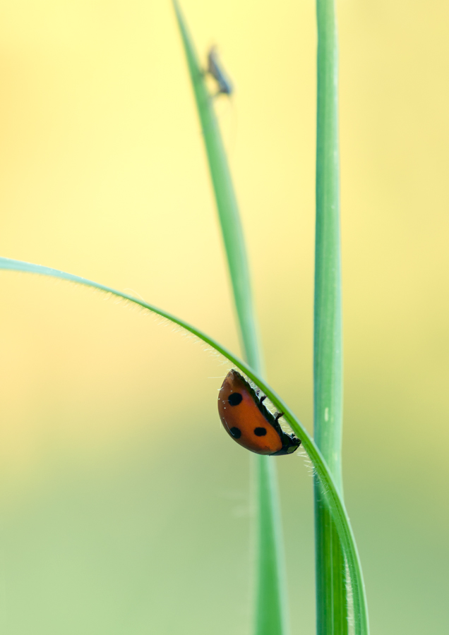 Marienkäfer Vers.2 web DSC_5826.jpg