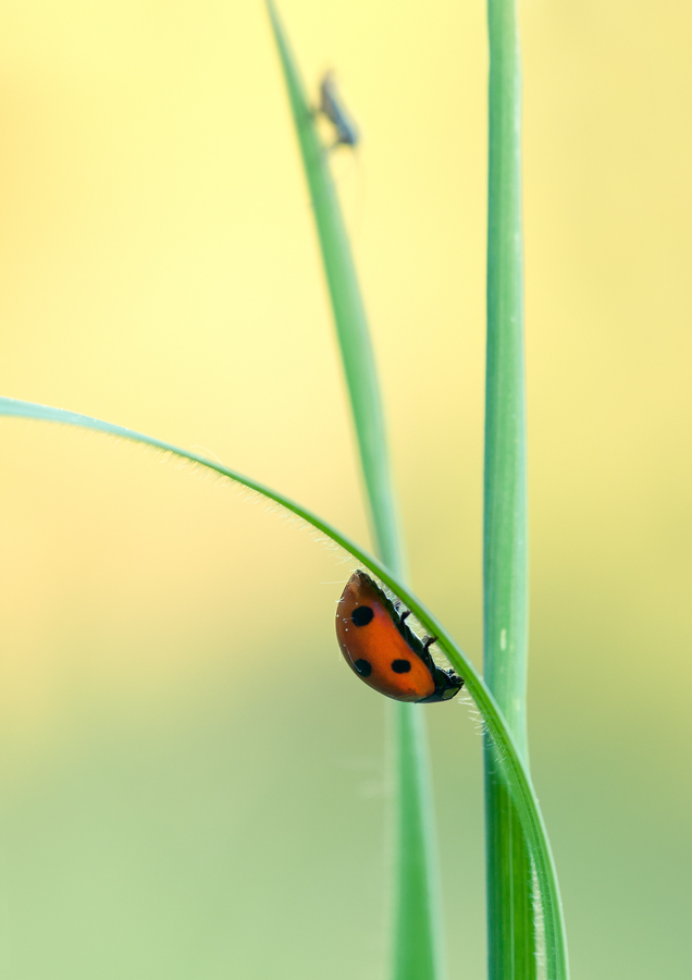 Marienkäfer Vers.3 web DSC_5826.jpg