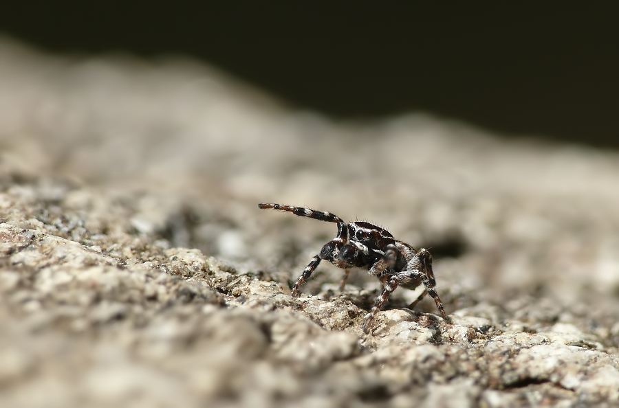 sitticus rupicola m.988.jpg