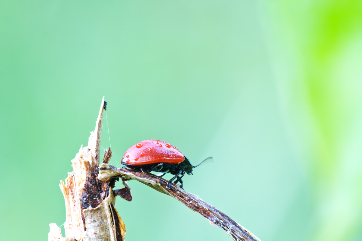 roter-Käfer-3.jpg