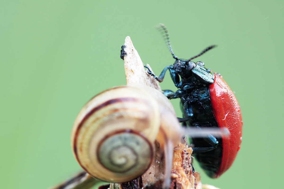 roter-Käfer-2.jpg