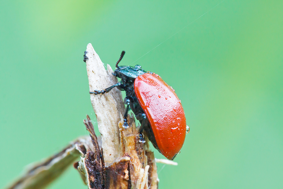 roter-Käfer-1.jpg