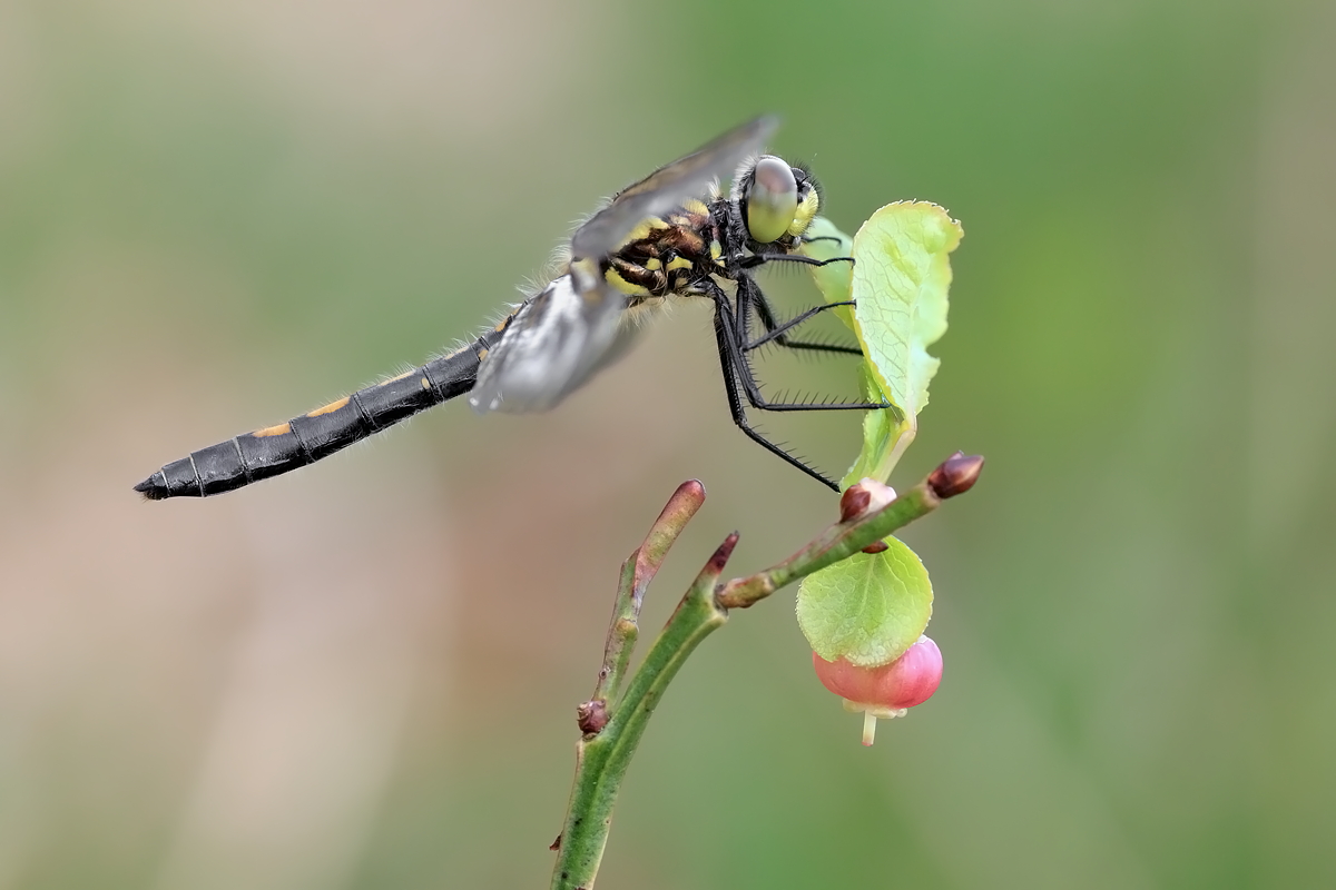 06.05.2012-moor 362.JPG