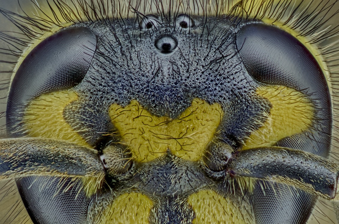 01975_Luminar40Nikon105_5zu1_Vespula_001.JPG