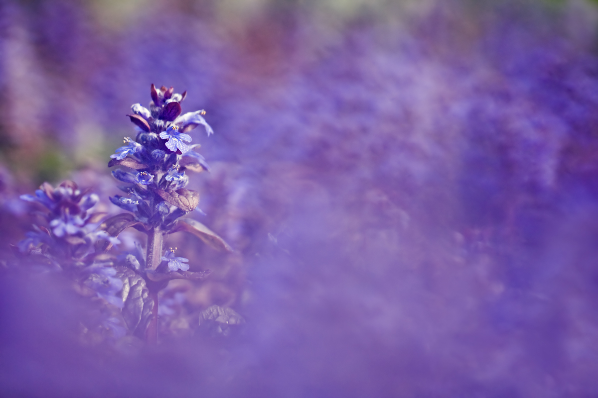 IMG_4222-günsel-f2.8-2.jpg