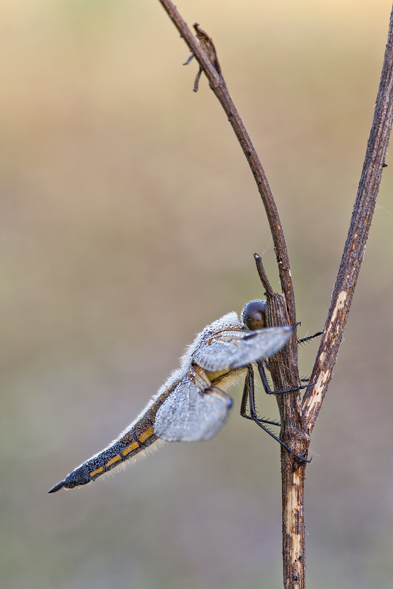 _MG_5014_Libellula quadrimaculata.jpg