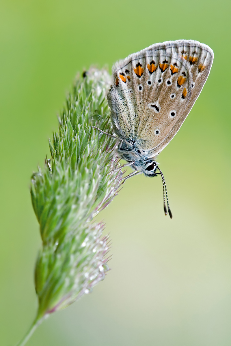 Hauhechel Bläuling3_DSC5415.jpg