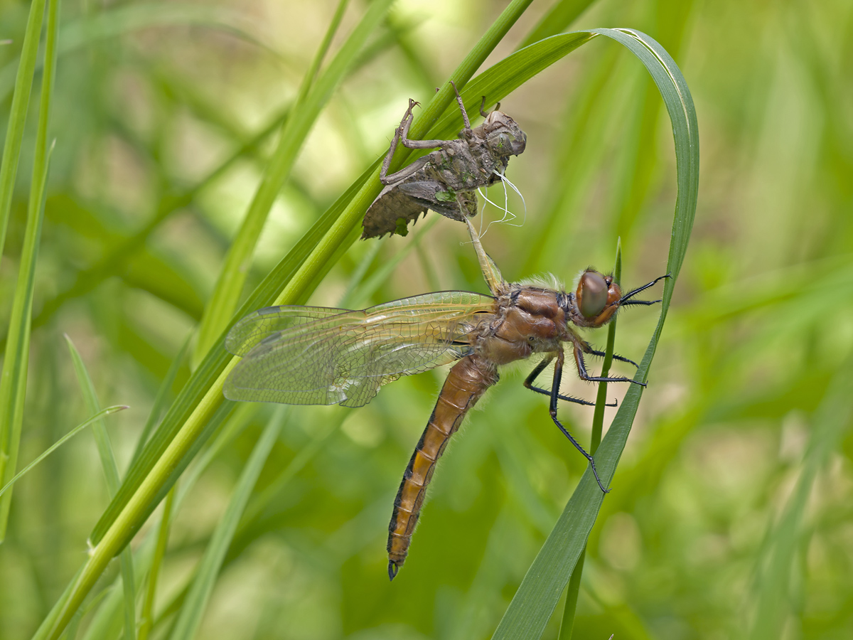 PS_P5139866.jpg