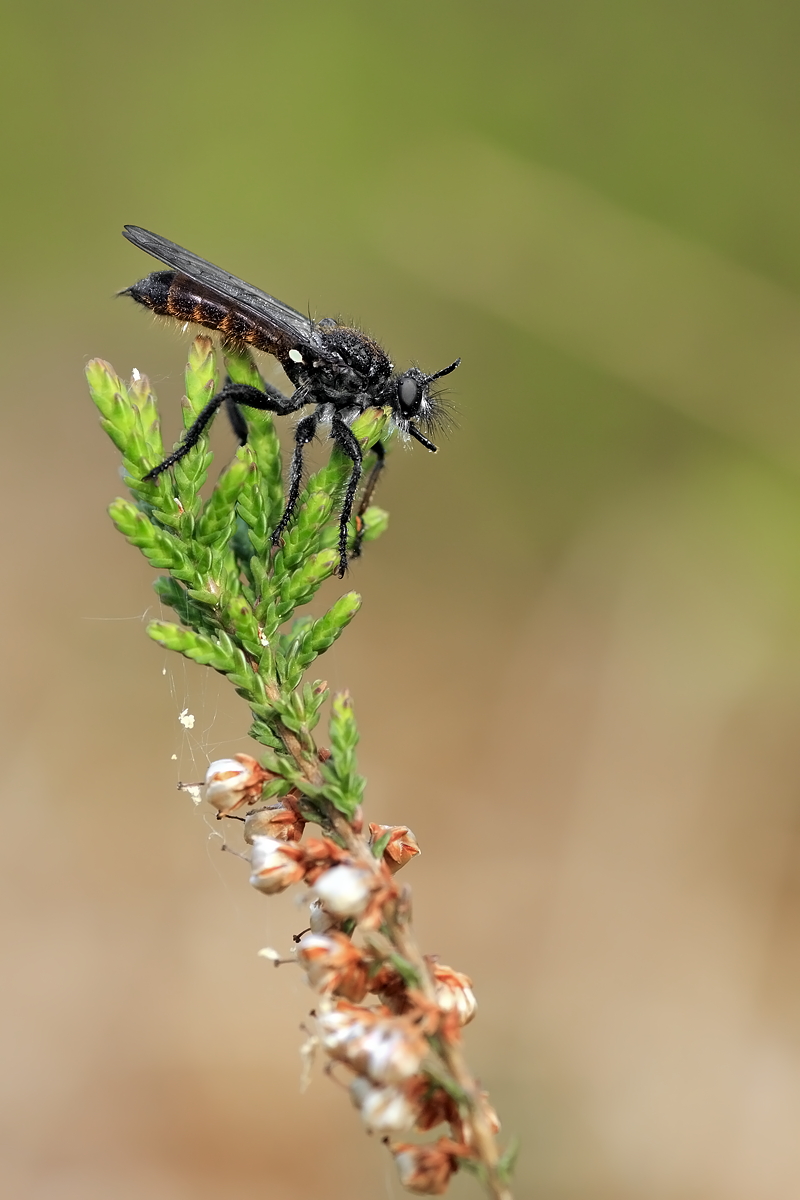 06.05.2012-moor 324.JPG