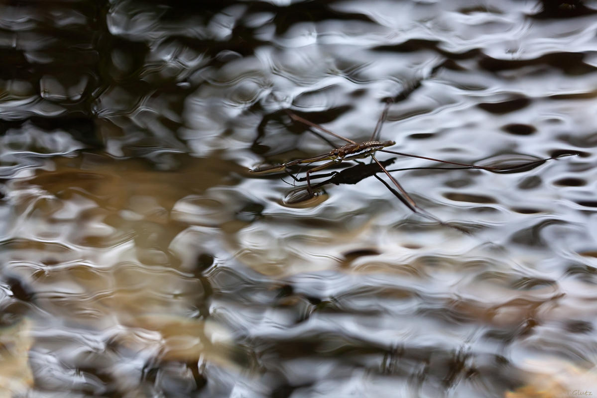 20111229-Wasserläufer-4-5-5 Kopie.jpg