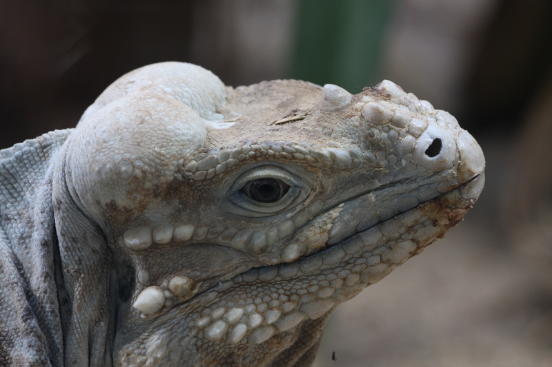 NashornLeguan2.JPG