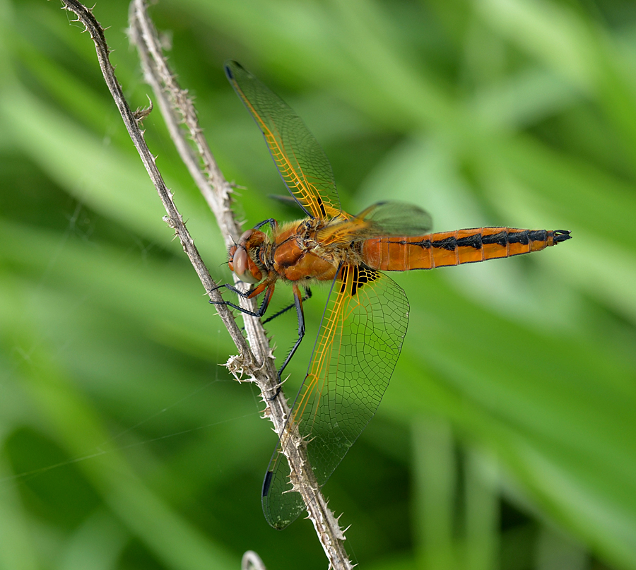 DSC_7563b.jpg