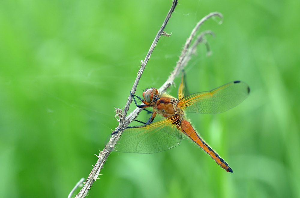 DSC_7546b.jpg