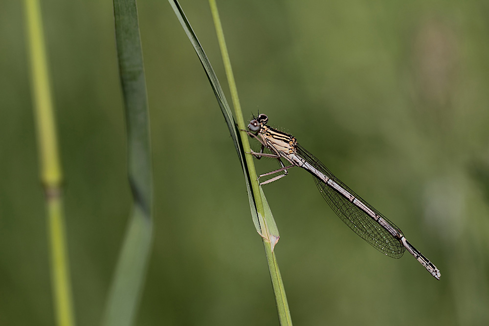 _MG_3637-3_Im Wind.jpg