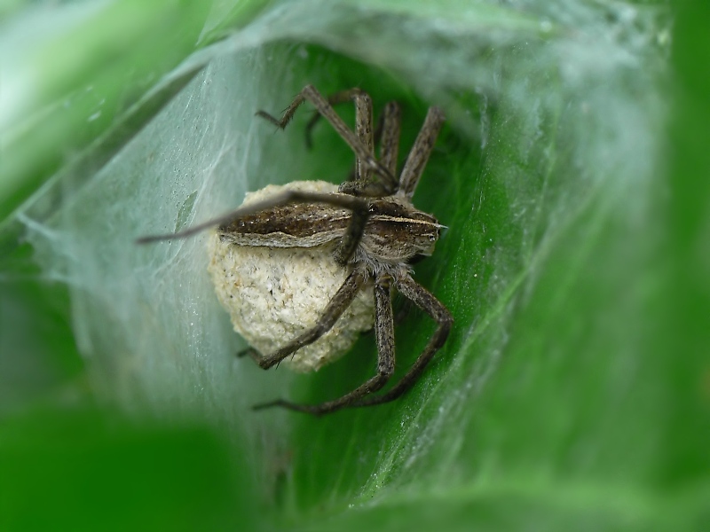 listspinne mit kokon.jpg