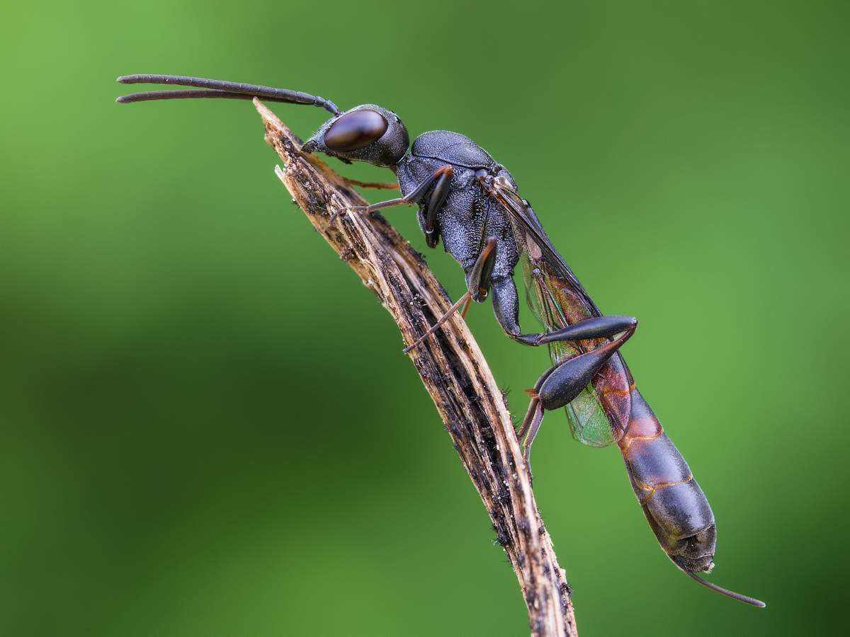 Comp_P5251153-2.jpg