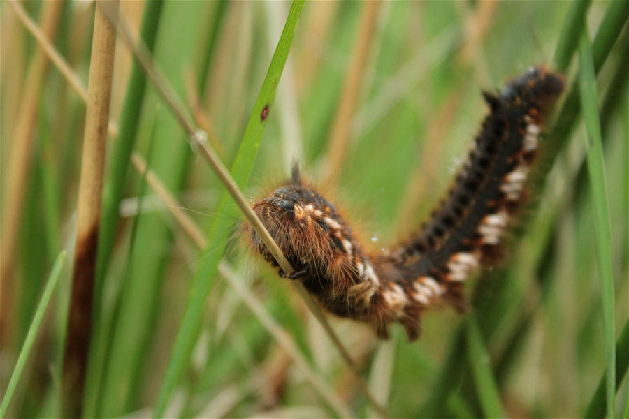 grasglucke02a.jpg