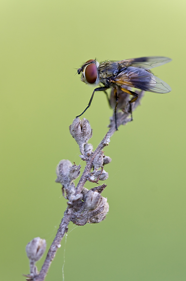 Fliege4.jpg