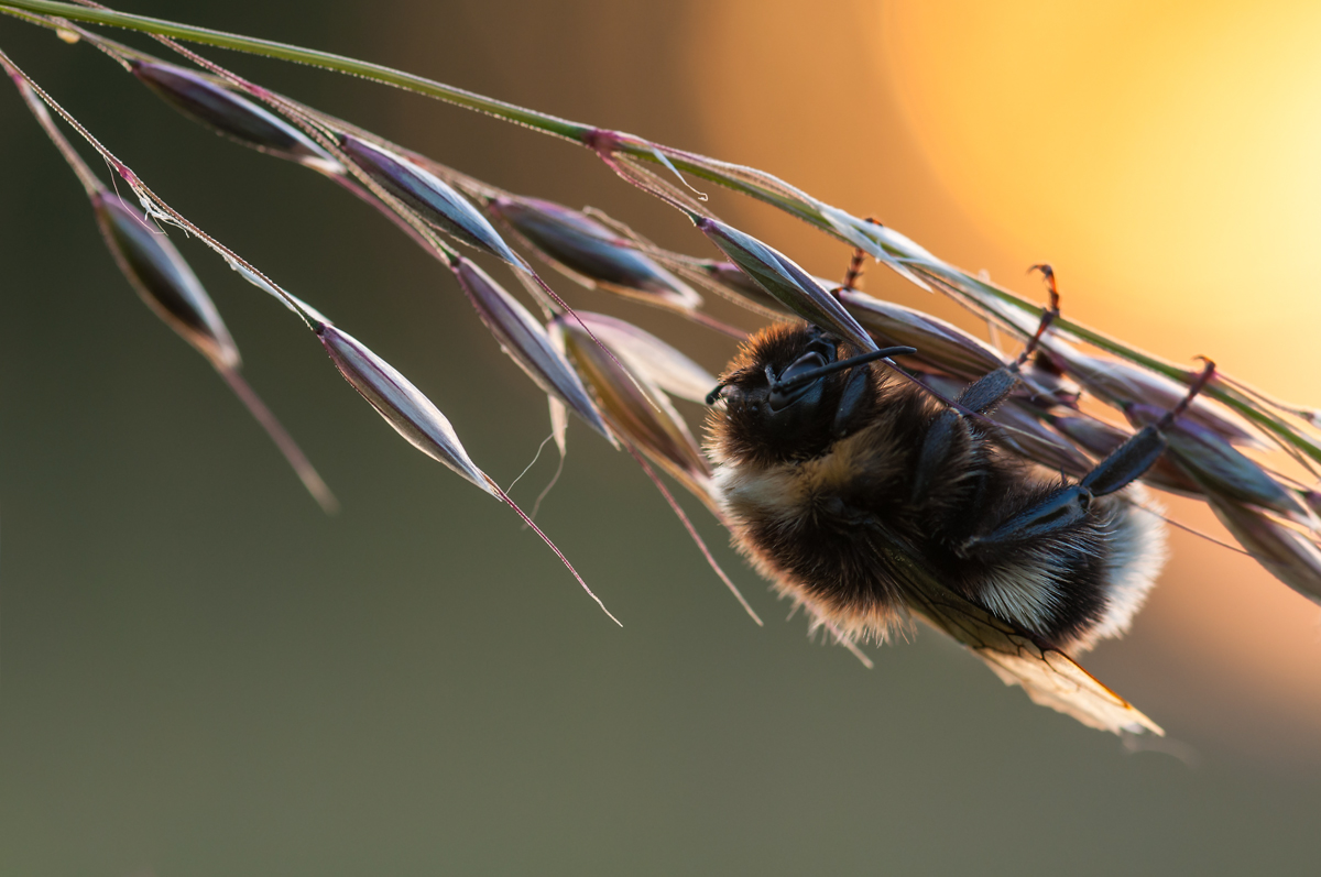 Hummel_1.jpg