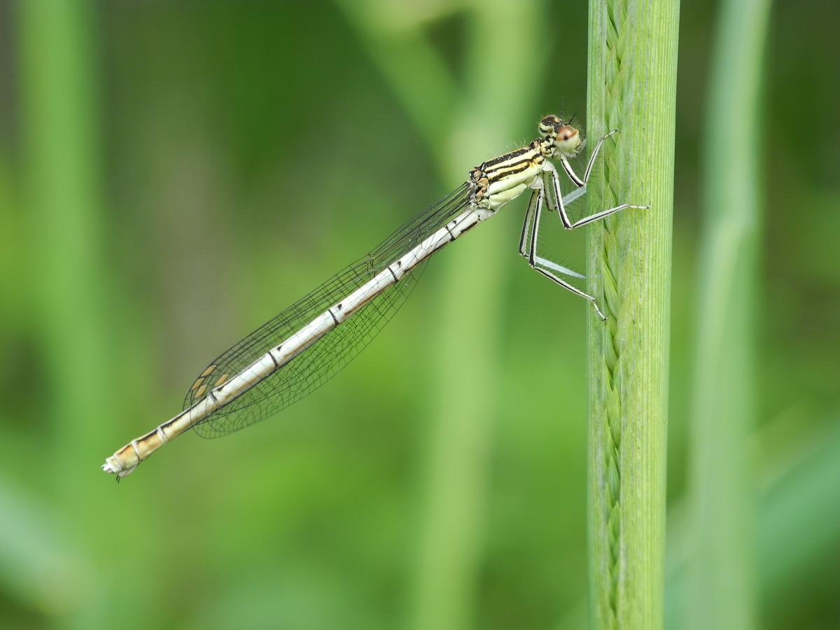 DSCN5350s.JPG