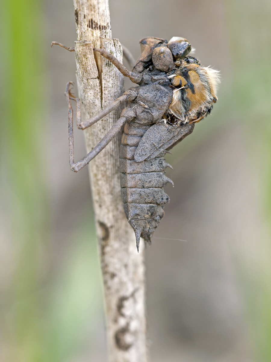 PS_P5170134.jpg