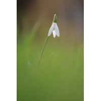 Schneeglöckchen1200800.jpg (Schweizer)