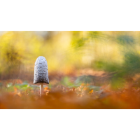 Zweierlei Tintling
(fabyo) DSCF0577-1-7.jpg (fabyo)