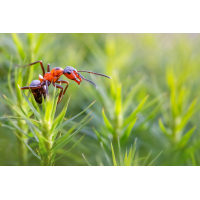 Klettermeiser
(fabyo) 0L5B6617-Bearbeitet-1-11.jpg (fabyo)