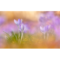 0L5B6794-1.jpg (fabyo)