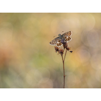 P1288567_1200px_02.jpg (Caro_La)