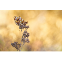 Magerrasen Liebhaber
(Caro_La) P1302577.jpg (Caro_La)