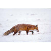 P1820214-3.jpg (Caro_La)