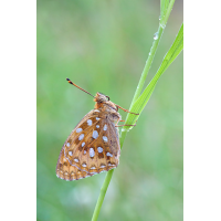 P2093921_großer-Perlmuttfalter_02.jpg (Caro_La)