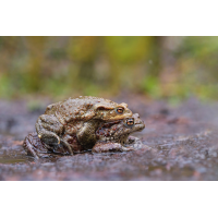 Klassisches Erdkröten Pärchen
(Caro_La) P1906355_fertig_03.jpg (Caro_La)