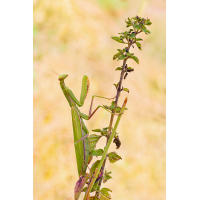 Meine erste schwäbische Mantis
(Caro_La) P2347626_1200px_02.jpg (Caro_La)
