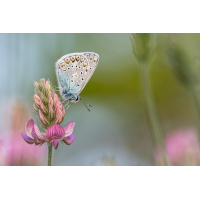 P5131916aus_entf_3_2_1200_800.jpg (Kleine_Welt)