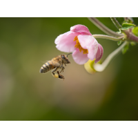 P8295487-2-Verbessert-RRaus_4zu3_1200_900.jpg (Kleine_Welt)