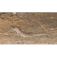Namibgecko (Pachydactylus rangei)_03RK1030.jpg (Klaus Liebel)