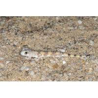 Bellgecko ( Ptenopus carpi )_03RK1645.jpg (Klaus Liebel)