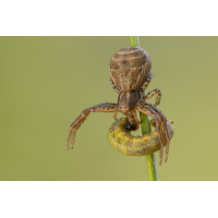 Braune Krabbenspinne (Xysticus cristatus) mit Beute_2023-05-25-14-17-25-(B,R8,S5)-37ger.jpg (Klaus Liebel)