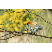 Bienenfresser (Merops apiaster)_03RK7125.jpg (Klaus Liebel)