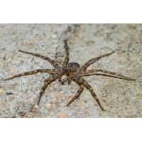 Philodromidae_04RK4348.jpg (Klaus Liebel)