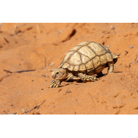 Kalahari-Strahlenschildkröte (Psammobates   oculifer)_04RK5805.jpg (Klaus Liebel)
